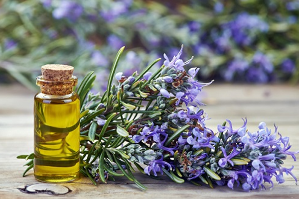 Tinh dầu hương thảo là một loại dược liệu rất tốt cho tóc